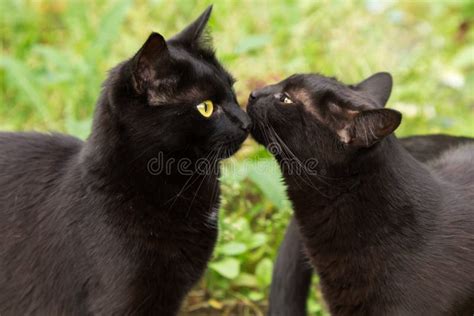 Kissing Black Woman And Man On Bridge Stock Image - Image of beauty ...