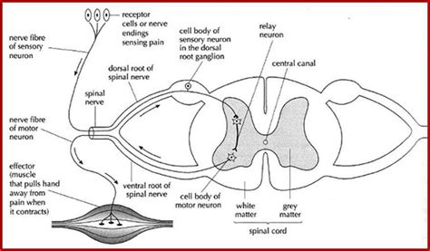 Reflex Arc