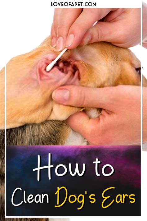 How To Clean A Dog's Ears With Infection at Robert Laird blog