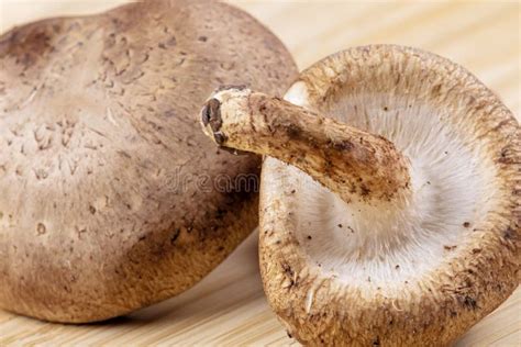 Close Up of Delicious Edible Brown Mushrooms Stock Image - Image of brown, eating: 181822819