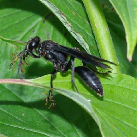 Great Black Wasp (Sphex pensylvanicus) Specimens - Insects of Iowa