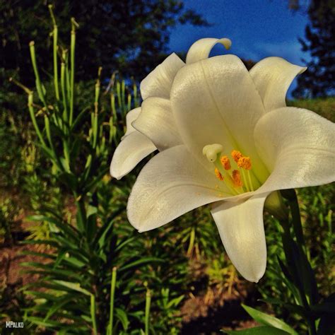 Easter Lilies - Historic Oakwood Cemetery