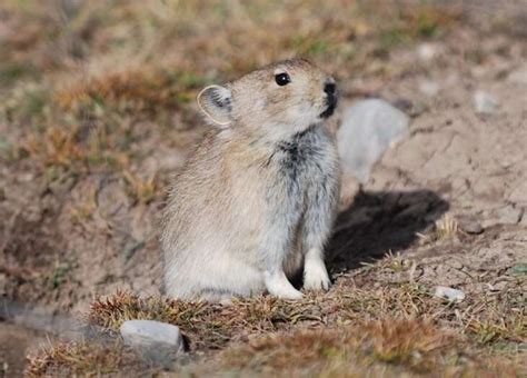 The plateau pika: How this tiny mammal survives winter on the roof of the world