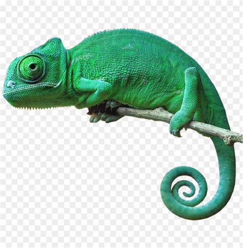 chameleon camouflage reptile lizard green freetoedit - chameleon with no background PNG image ...