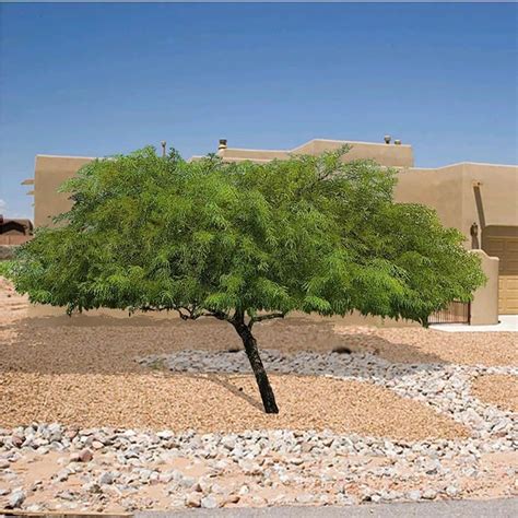 Chilean Mesquite Tree - Drought Tolerant Tree Guzmansgreenhouse.com