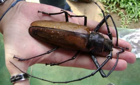 Top 10 Largest Insects on Earth - Our Planet