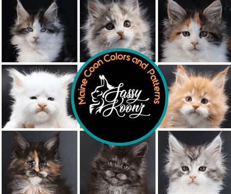 Maine Coon Colors and Patterns | Maine Coon Kittens for Sale