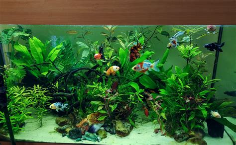 90g planted goldfish tank after an overdue clean up! : Aquariums