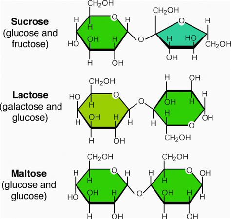 Structure And Function Of Carbohydrates | A-level Biology