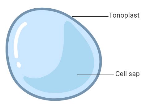 Vacuole Structure