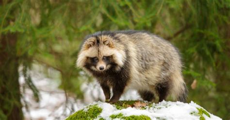 Raccoon Dog Vs Raccoon: What Are the Differences? - A-Z Animals