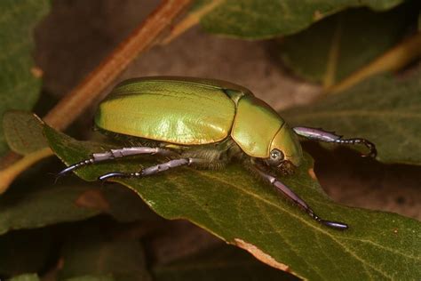 Jewel Scarab Beetle – Identification, Life Cycle, Facts & Pictures