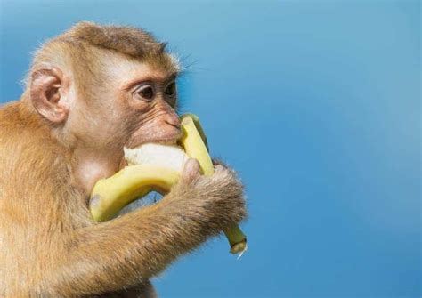 13 Different Types of Monkeys from Around the World – Nayturr