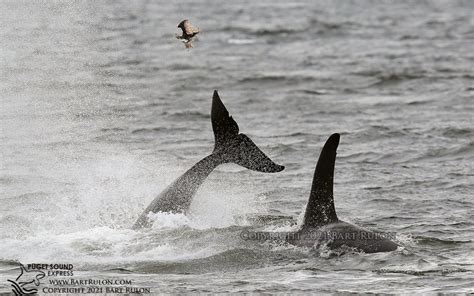 Killer Whales Playing Football with their Food | Puget Sound Express