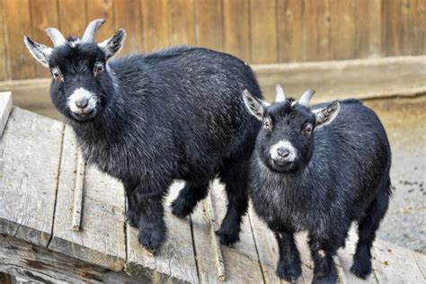 Pygmy Goat | The Maryland Zoo