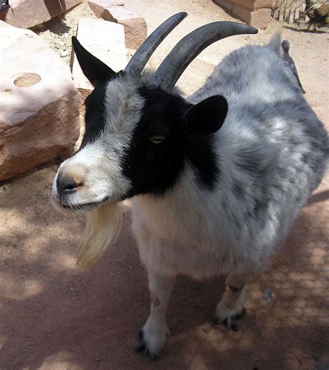 Pygmy Goats | Oklahoma State University