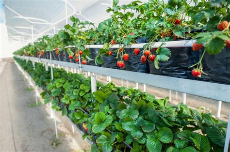 Top 10 Beginner Greenhouse Plants - Greenhouse Info