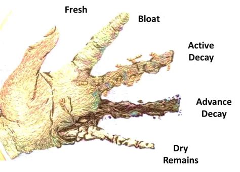 dead body decomposition stages - Forensic's blog