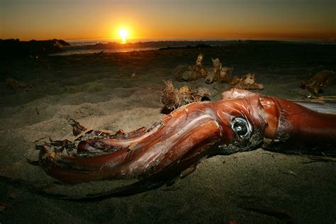 Enormous Deep-Sea Squid Washes Up on Beach in 'Once in a Lifetime' Sighting - Newsweek