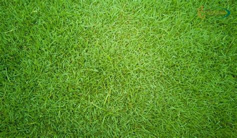 Bermuda Grass Types: Which One is Perfect for Your Climate? - The ...