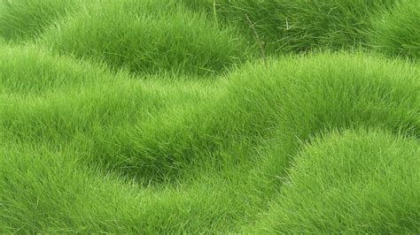 4K Wallpaper Grass - WallpaperSafari