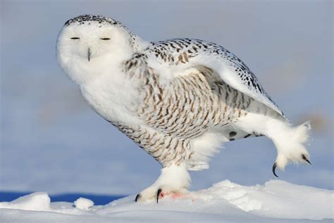 14 Facts About the Splendid Snowy Owl