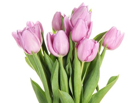 Premium Photo | Beautiful bouquet of purple tulips, isolated on white