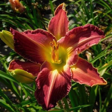 How to judge 'season' of bloom in daylilies? in the Daylilies forum - Garden.org