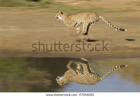 Cheetah Acinonyx Jubatus Running Stock Photo 97046060 | Shutterstock