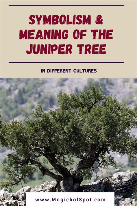 Symbolism & Meaning of the Juniper Tree [Explained]