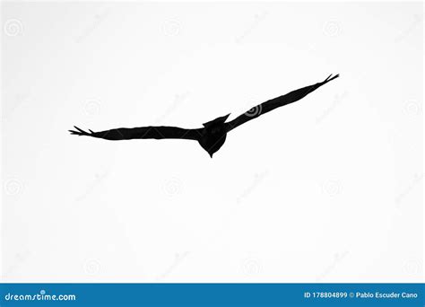 Silhouette of an Eagle in Flight at Sunset Stock Image - Image of carnivore, ampurdan: 178804899