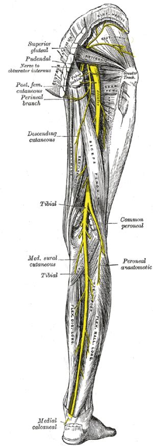 Superior Gluteal Nerve Injection