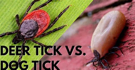 Deer Tick Vs. Dog Tick – Stop Ticks