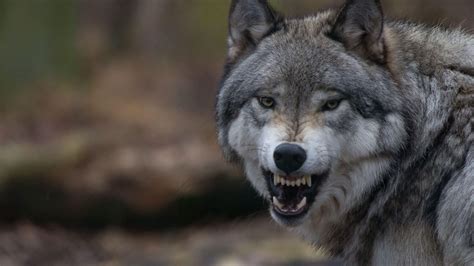 Angry Wolf Face Wallpapers - Top Free Angry Wolf Face Backgrounds - WallpaperAccess