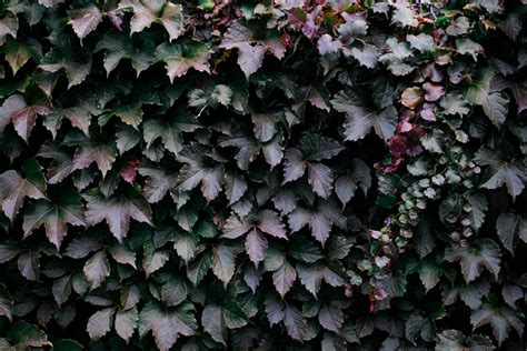 Browse Free HD Images of Ivy With Rich Green And Purple Leaves