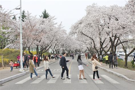 Fun & Free Daegu Travel: Absolutely Gorgeous Blooming Cherry Blossom Photos Ever, in Daegu South ...