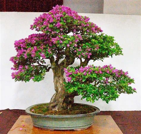 Bougainvillea Bonsai From Cuttings