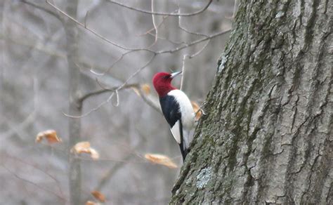 Can You Identify a Red-Headed Woodpecker? – Oakland County Blog