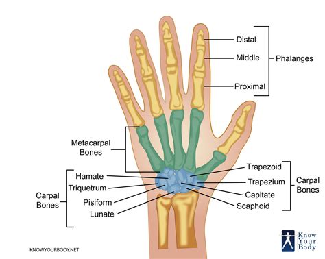 Hand Bones - Anatomy, Structure and Diagram