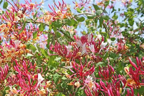 Honeysuckle Flower Meaning, Popular Types, and Uses - Petal Republic