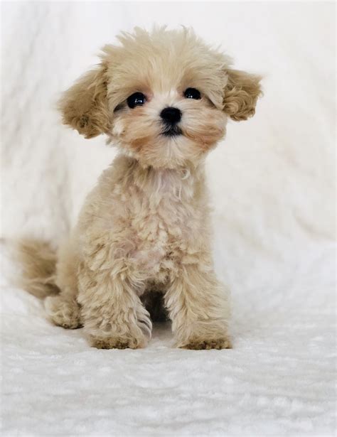 Maltipoo Puppy - caramel color! - iHeartTeacups