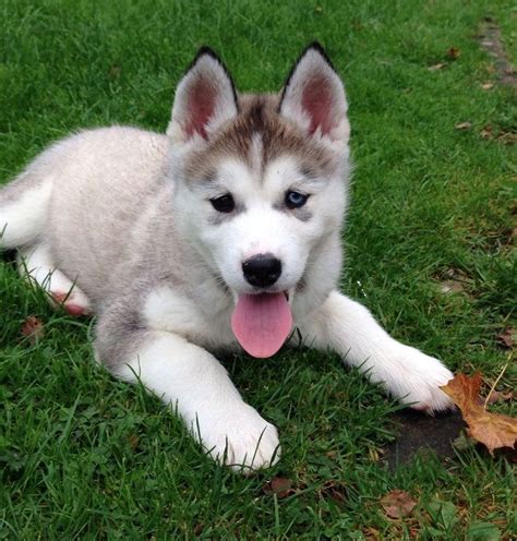 Alusky (Husky Malamute Mix) Info, Training, Puppies and Pictures