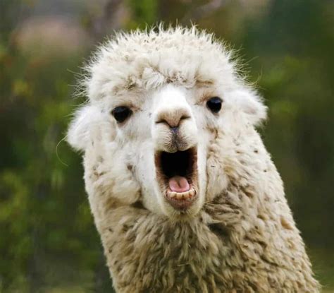 5 Different Types of Llamas (Plus Interesting Facts)