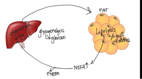 Sessin 38: Hepatic Lipidosis across the Species Flashcards | Quizlet