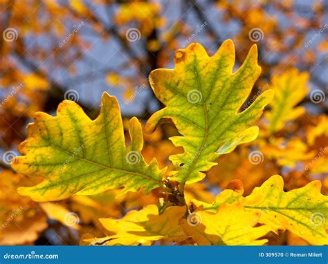 Oak Leaves In Autumn Colors Stock Photo - Image: 309570