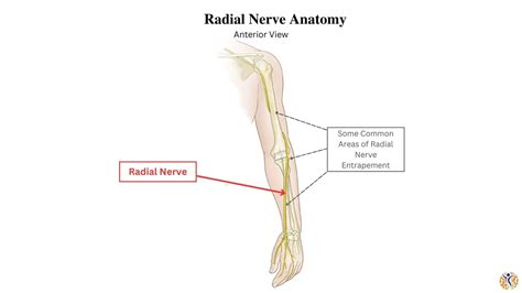 Radial Nerve Anatomy