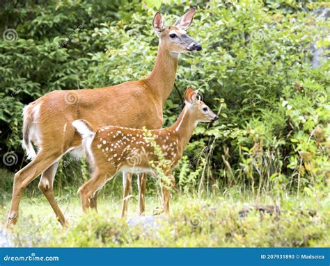 Mother deer and babies - campestre.al.gov.br