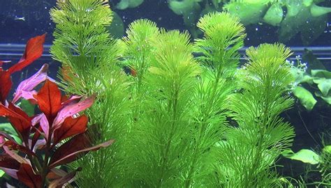 5 Best Freshwater Aquarium Plants Guide for Beginners