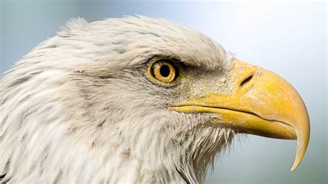 bird, Predator, Head, Profile, Beak, Portrait, Sky, Eagle Wallpapers HD ...