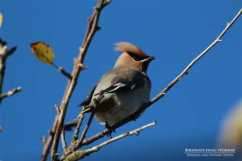 Birding in Southern Norway - birdwatchingnorway - birdwatchingnorway